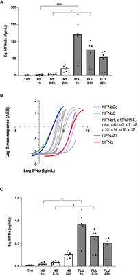 Constitutive IFNα Protein Production in Bats